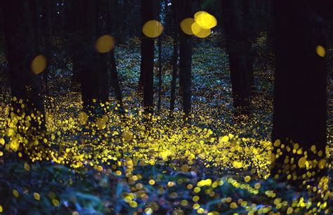 Chasing fireflies. Things To Know About Chasing fireflies. 